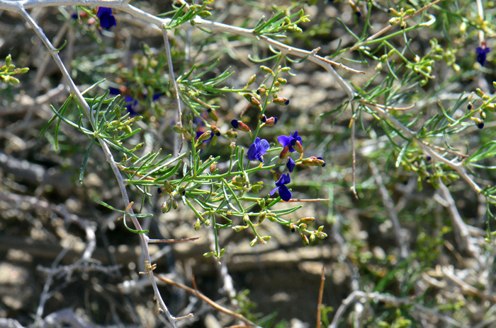 Schott's Dalea has small green linear leaves, persistent and visibly gland-dotted. Other species of Indigo Bush have persistent leaves. Psorothamnus schottii 
